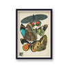 Seguy Insectes Plate 2