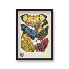Seguy Insectes Plate 4