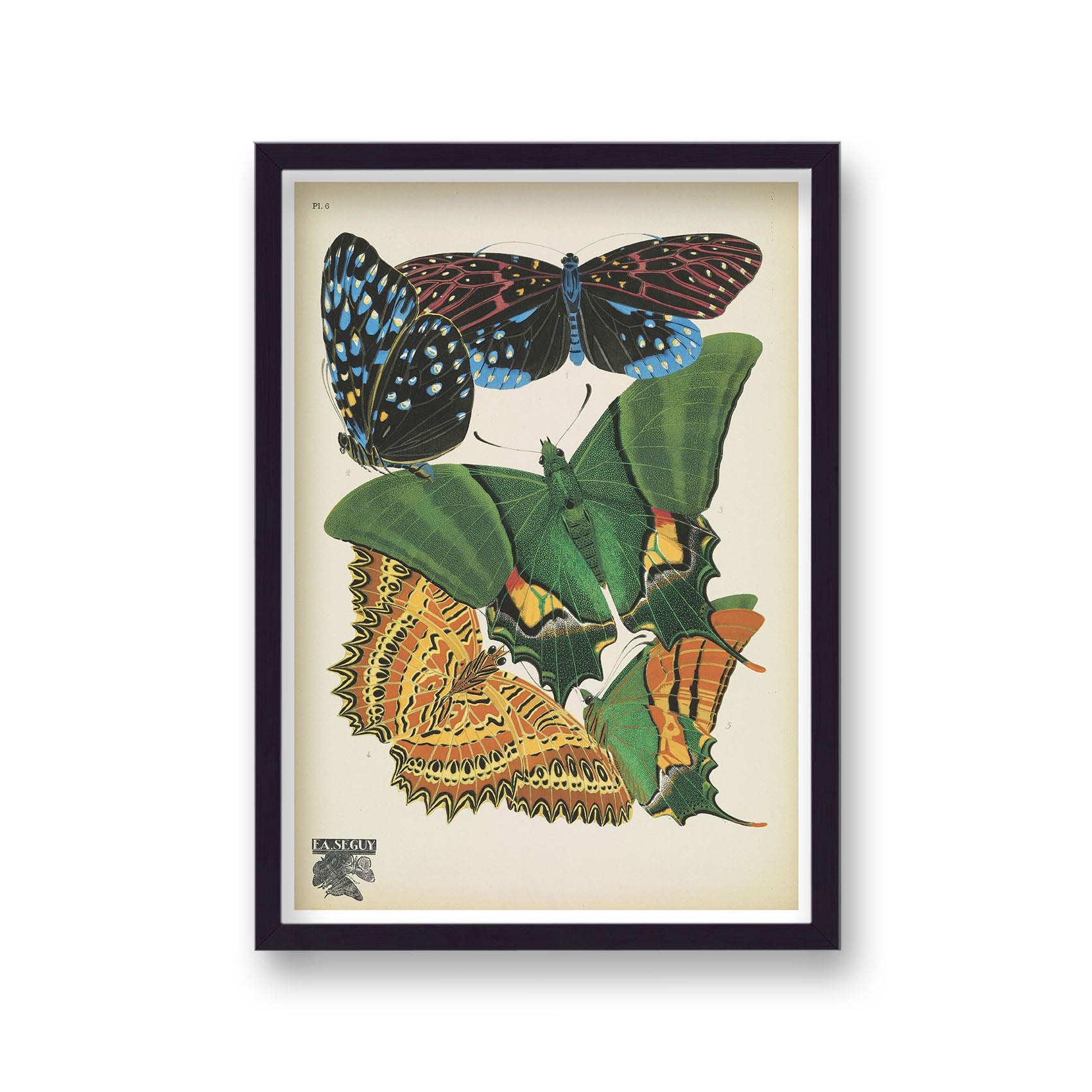 Seguy Insectes Plate 6