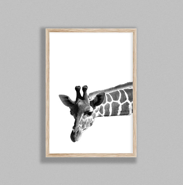 Giraffe On White Background