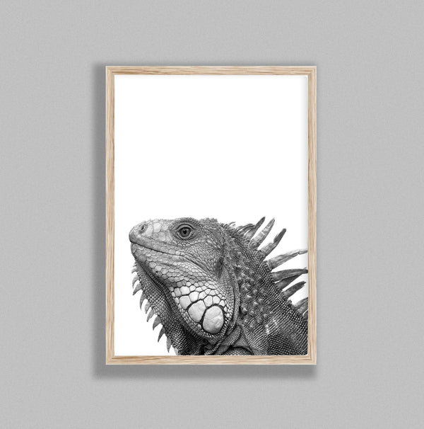Iguana On White Background