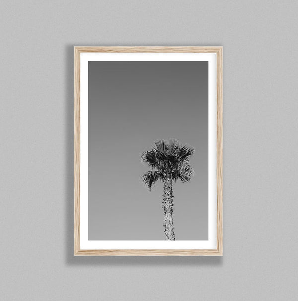 Single Tropical Palm