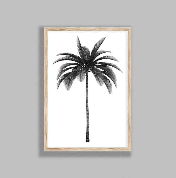 Palm Tree On White Background