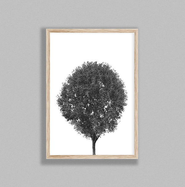 Round Tree On White Background