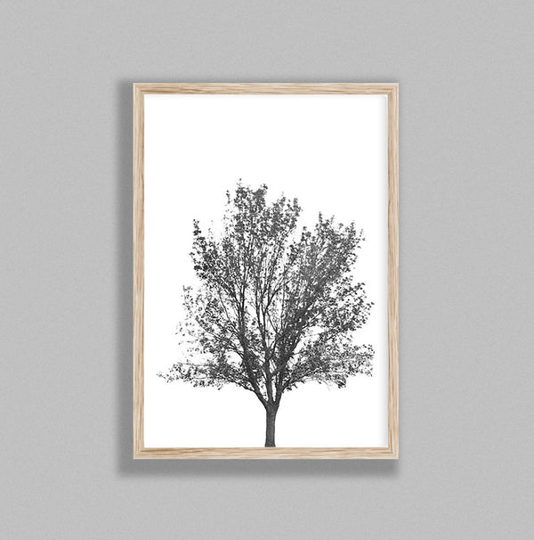 Leafy Tree On White Background