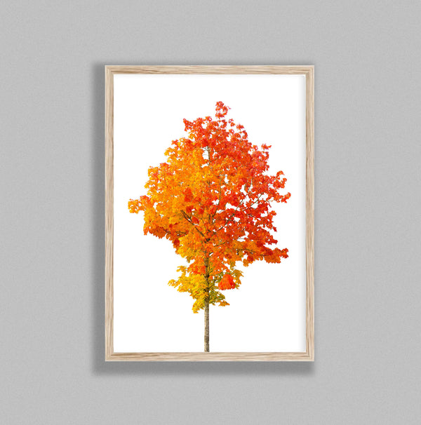 Vibrant Orange Tree On White Background