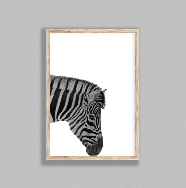 Zebra On White Background