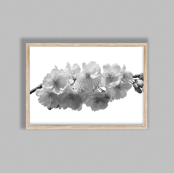 Cherry Blosson On White Backgound A