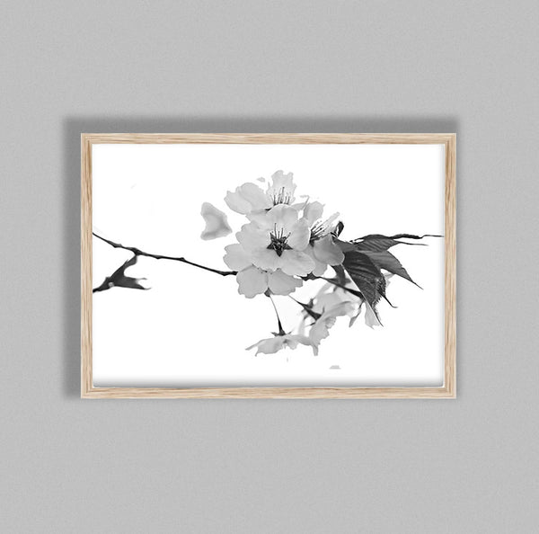 Cherry Blosson On White Backgound B