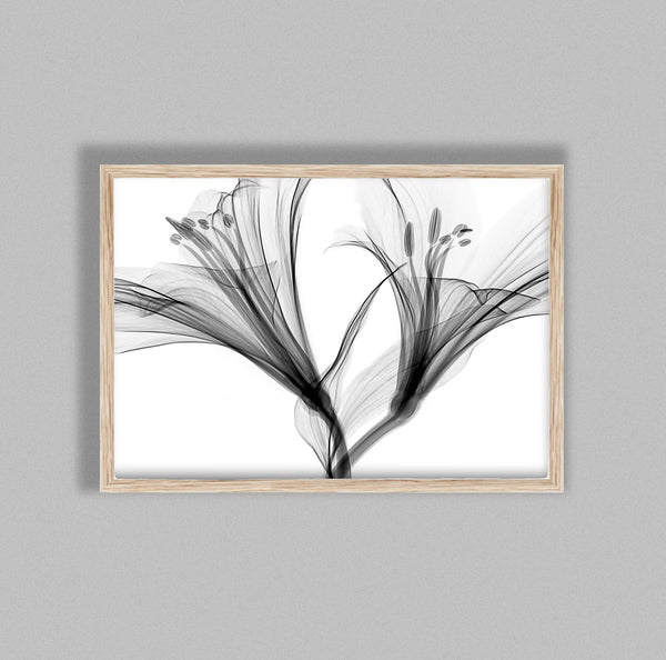 Lily Flower Aquarelle Xray