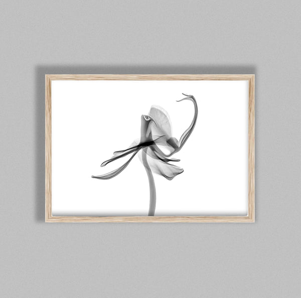 Orchid Flower Aquarelle Xray A