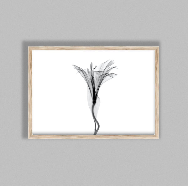 Delicate Flower Aquarelle Xray B