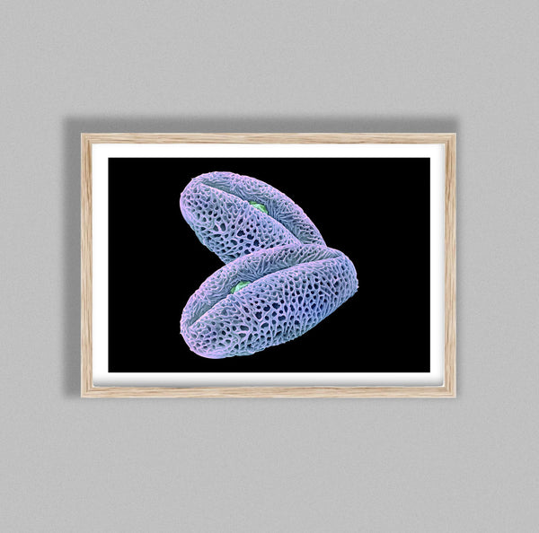 Scientific Beauty Vibrant Pollen Grains