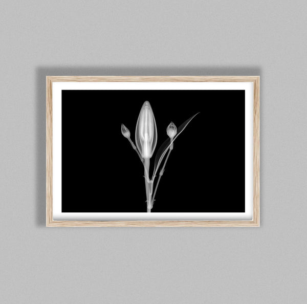 Delicate Flower Aquarelle D