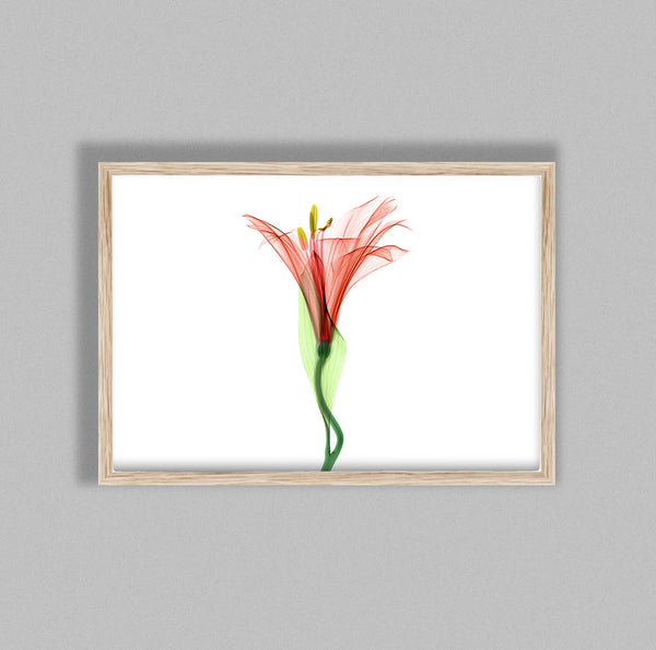 Delicate Flower Aquarelle E Colour