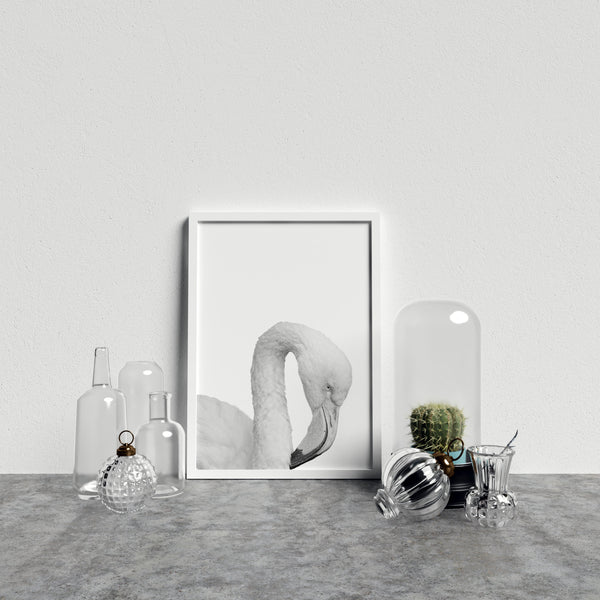 Flamingo On White Background