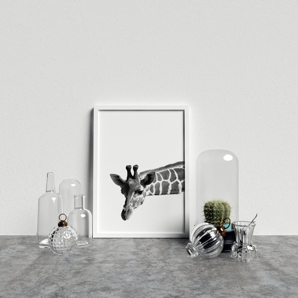 Giraffe On White Background