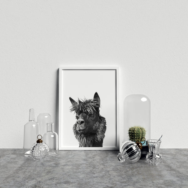 Llama On White Background