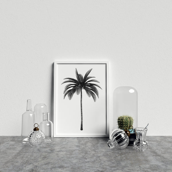 Palm Tree On White Background