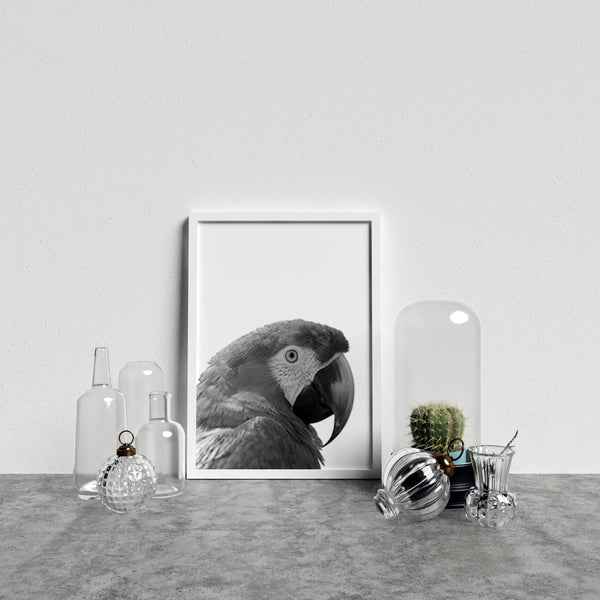 Parrot On White Background