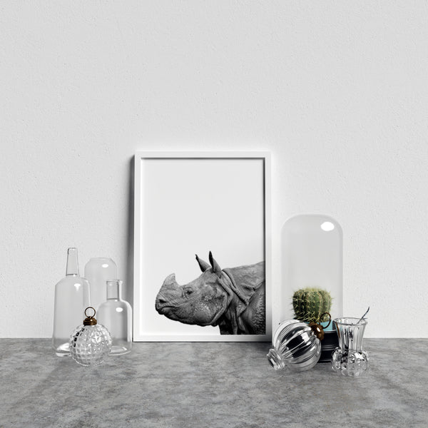 Rhino On White Background