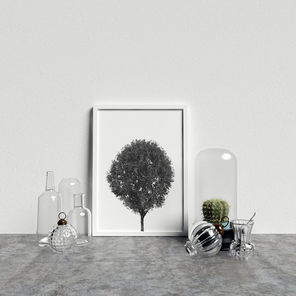 Round Tree On White Background