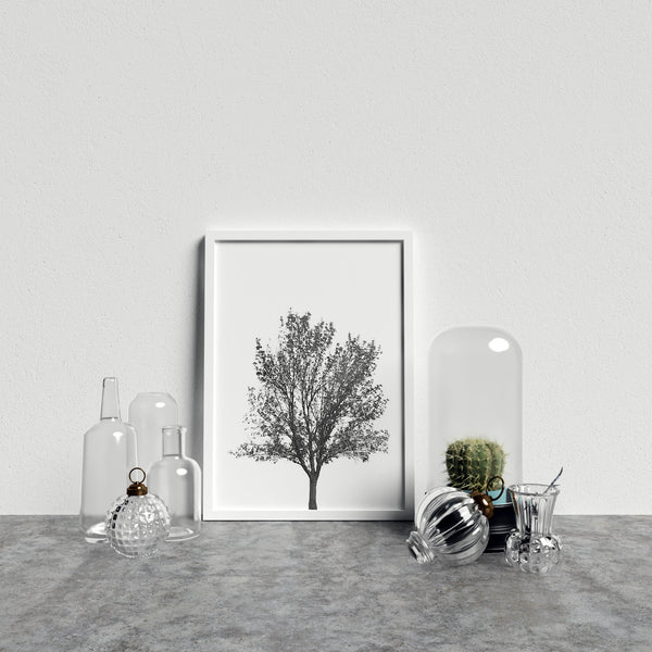 Leafy Tree On White Background