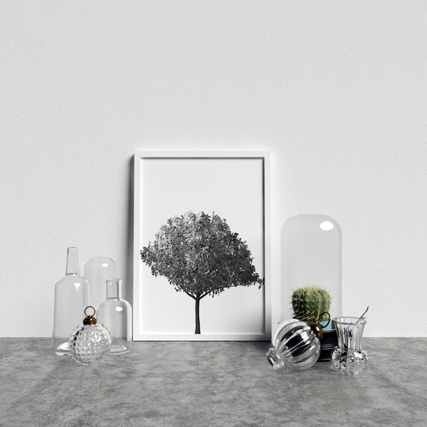 Bushy Tree On White Background