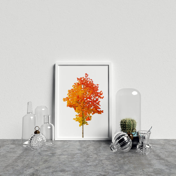 Vibrant Orange Tree On White Background