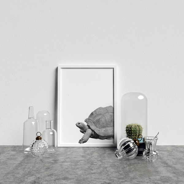 Giant Tortoise On White Background