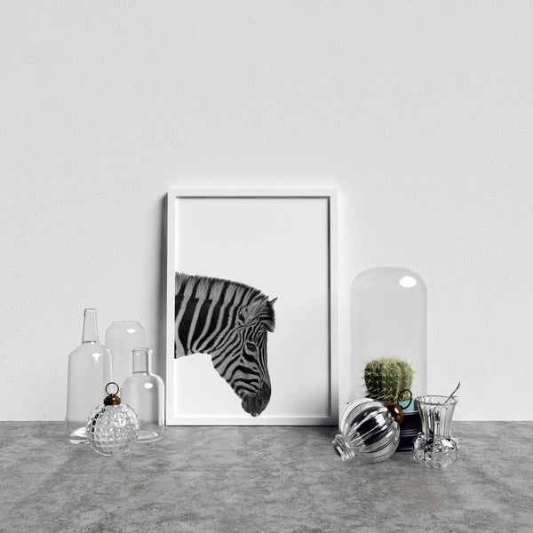 Zebra On White Background