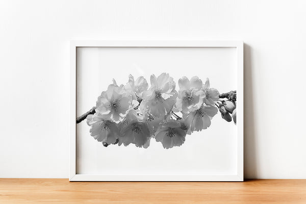 Cherry Blosson On White Backgound A