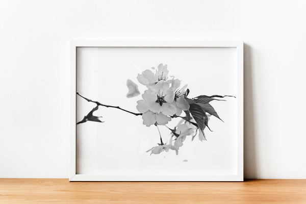 Cherry Blosson On White Backgound B