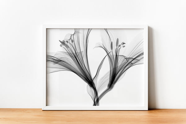 Lily Flower Aquarelle Xray