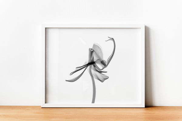 Orchid Flower Aquarelle Xray A