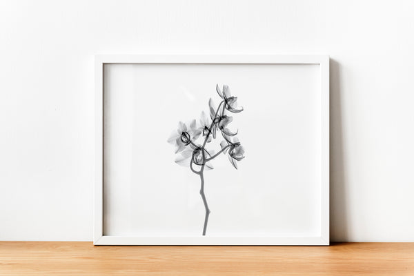 Delicate Flower Aquarelle Xray A