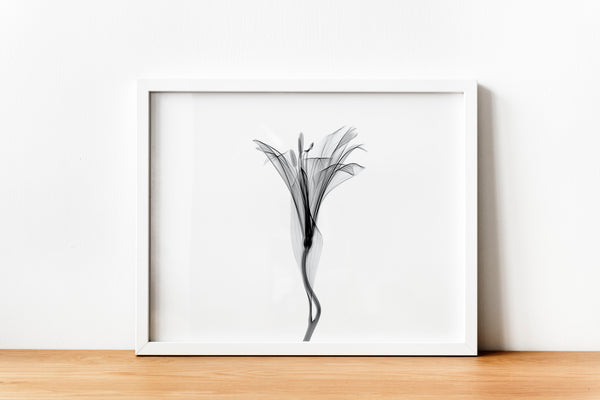 Delicate Flower Aquarelle Xray B