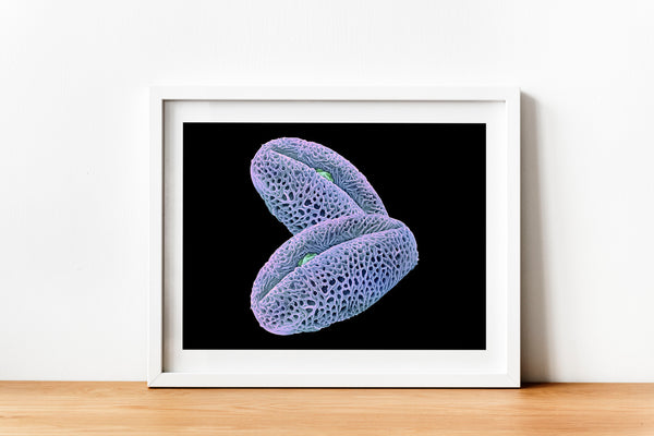 Scientific Beauty Vibrant Pollen Grains