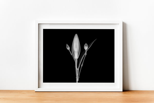 Delicate Flower Aquarelle D