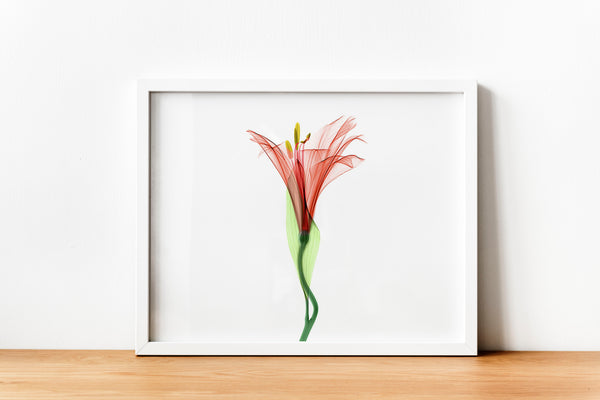 Delicate Flower Aquarelle E Colour