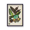 Seguy Insectes Plate 1