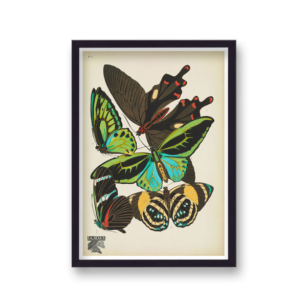 Seguy Insectes Plate 1