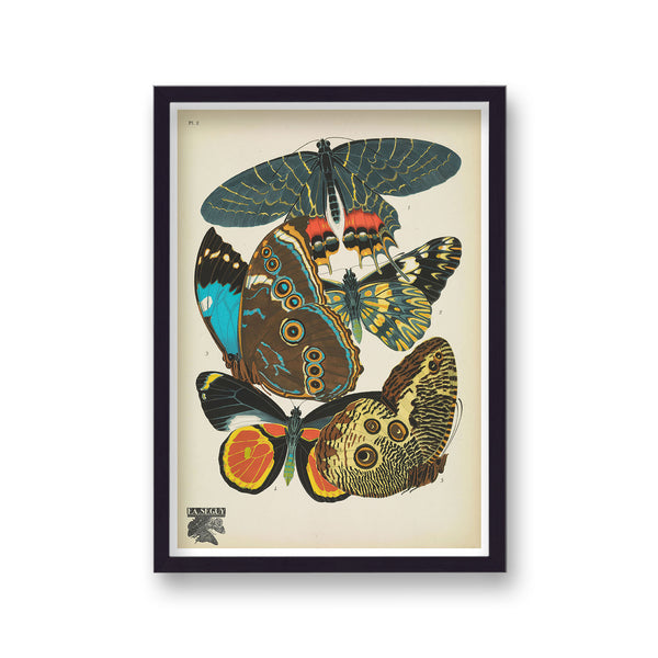 Seguy Insectes Plate 2