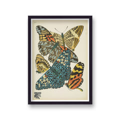 Seguy Insectes Plate 3