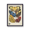 Seguy Insectes Plate 4