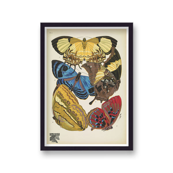 Seguy Insectes Plate 4