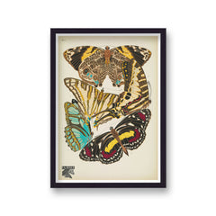 Seguy Insectes Plate 5