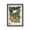 Seguy Insectes Plate 6