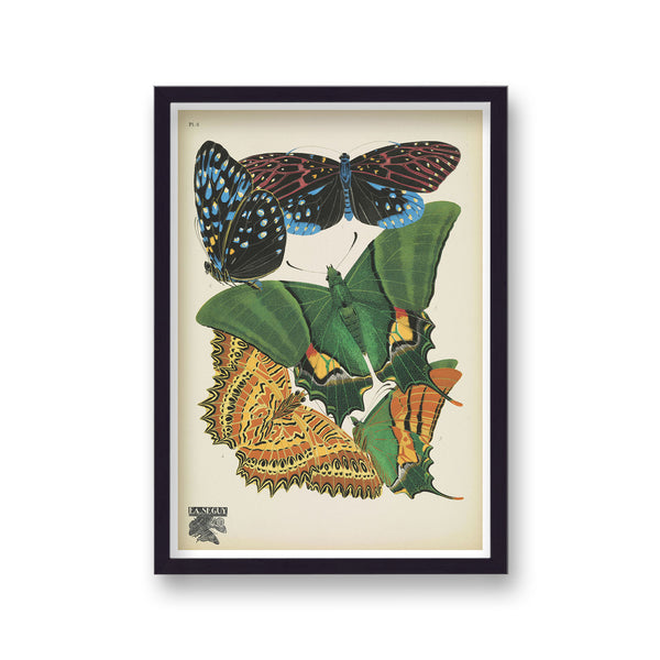 Seguy Insectes Plate 6