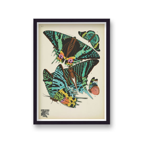 Seguy Insectes Plate 7